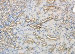 ATP6V1C2 Antibody in Immunohistochemistry (Paraffin) (IHC (P))