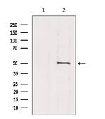 VANGL1 Antibody in Western Blot (WB)