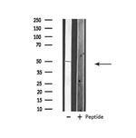 VANGL1 Antibody in Western Blot (WB)