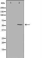 WIPF1 Antibody in Western Blot (WB)