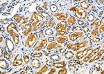 WAVE2 Antibody in Immunohistochemistry (Paraffin) (IHC (P))