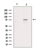 ZP1 Antibody in Western Blot (WB)