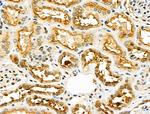 ZP4 Antibody in Immunohistochemistry (Paraffin) (IHC (P))