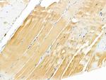 ZP4 Antibody in Immunohistochemistry (Paraffin) (IHC (P))