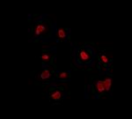 RALY Antibody in Immunocytochemistry (ICC/IF)