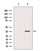 RALY Antibody in Western Blot (WB)