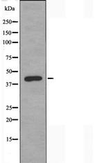 TBPL2 Antibody in Western Blot (WB)