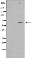 IKZF4 Antibody in Western Blot (WB)