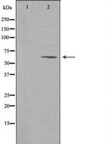 NPAS1 Antibody in Western Blot (WB)