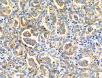 NDFIP1 Antibody in Immunohistochemistry (Paraffin) (IHC (P))