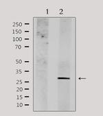 NDFIP1 Antibody in Western Blot (WB)