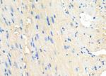 PIK3CG Antibody in Immunohistochemistry (Paraffin) (IHC (P))