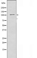 MERTK Antibody in Western Blot (WB)