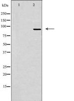 MCPH1 Antibody in Western Blot (WB)