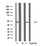 RUNX3 Antibody in Western Blot (WB)