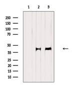 RUNX3 Antibody in Western Blot (WB)