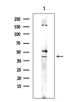 ADORA3 Antibody in Western Blot (WB)