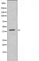 CCR11 Antibody in Western Blot (WB)