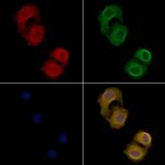 PTGER3 Antibody in Immunocytochemistry (ICC/IF)