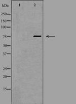 FZD3 Antibody in Western Blot (WB)