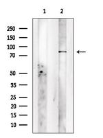 GPR149 Antibody in Western Blot (WB)