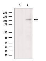 LGR6 Antibody in Western Blot (WB)