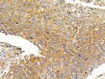 NPY2R Antibody in Immunohistochemistry (Paraffin) (IHC (P))