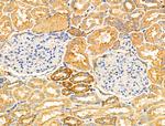 NPY2R Antibody in Immunohistochemistry (Paraffin) (IHC (P))