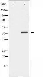 NPY2R Antibody in Western Blot (WB)