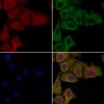 OR13C3 Antibody in Immunocytochemistry (ICC/IF)