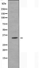 OR13C3 Antibody in Western Blot (WB)