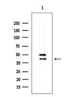 OR2AG1/OR2AG2 Antibody in Western Blot (WB)