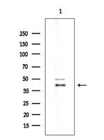 OR2AG1/OR2AG2 Antibody in Western Blot (WB)