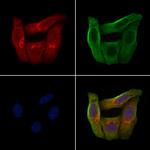 OR2AJ1 Antibody in Immunocytochemistry (ICC/IF)