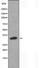 OR2T2/OR2T35 Antibody in Western Blot (WB)