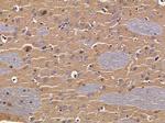 OR5H15 Antibody in Immunohistochemistry (Paraffin) (IHC (P))