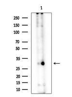 OLFR89 Antibody in Western Blot (WB)