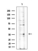 OLFR89 Antibody in Western Blot (WB)