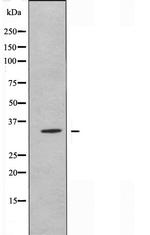 OLFR89 Antibody in Western Blot (WB)