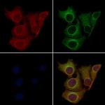 OR13D1 Antibody in Immunocytochemistry (ICC/IF)