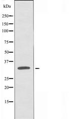 OR13D1 Antibody in Western Blot (WB)