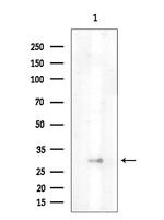 OR13G1 Antibody in Western Blot (WB)