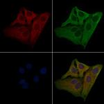 OR2C1 Antibody in Immunocytochemistry (ICC/IF)