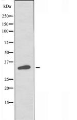 OR2H2 Antibody in Western Blot (WB)