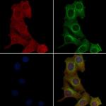 OR2K2 Antibody in Immunocytochemistry (ICC/IF)