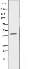 OR2L5 Antibody in Western Blot (WB)