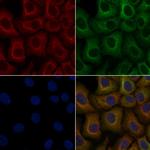 OR2T1 Antibody in Immunocytochemistry (ICC/IF)