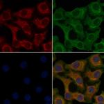 OR4C13 Antibody in Immunocytochemistry (ICC/IF)