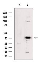 OR5D13 Antibody in Western Blot (WB)