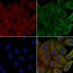 OR7C1 Antibody in Immunocytochemistry (ICC/IF)